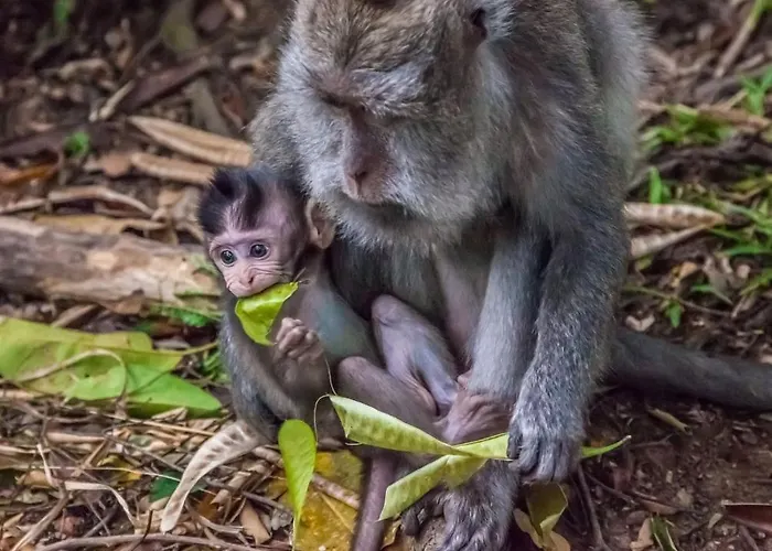 Dewangga ウブド